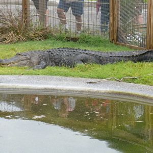 2010 - American Alligator
