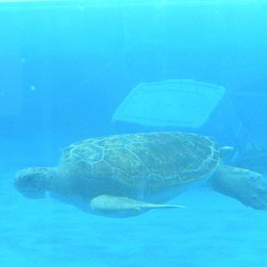 2010 - Sea Turtle