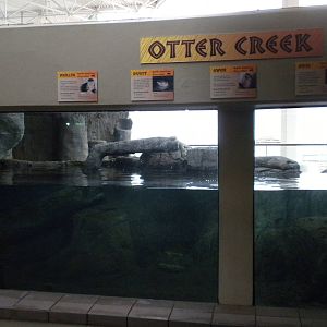 2010 - River Otters