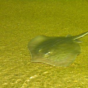 2010 - Stingray Flats