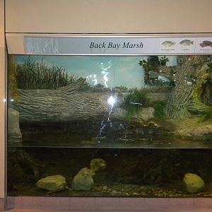 2010 - Black Bay Marsh