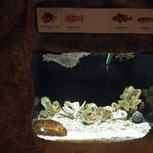 2010 - Lobster, scorpionfish, etc.