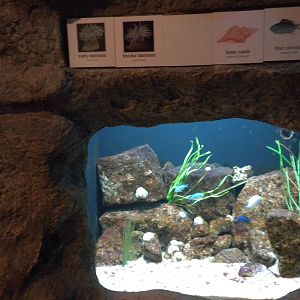 2010 - Anenomne, chromis