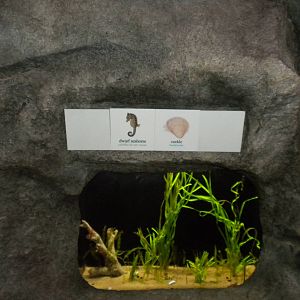 2010 - Dwarf Seahorse