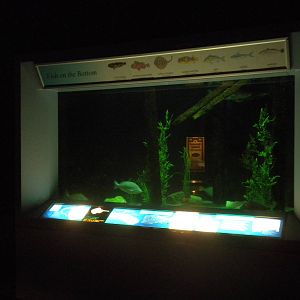 2010 - Fish on the Bottom