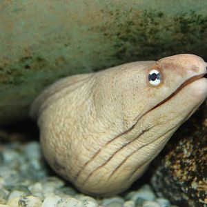grey moray (Gymnothorax nubilus)