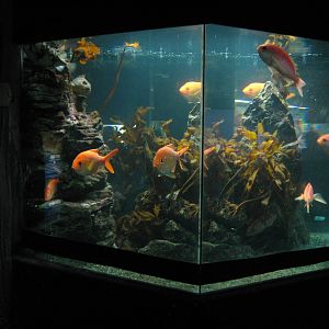 tank for golden snapper (Centroberyx affinis)