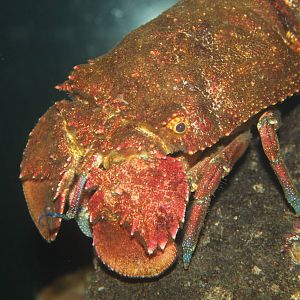 slipper lobster (Arctites antipodum)
