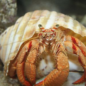 really big hermit crab