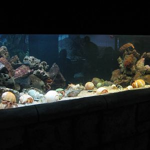 tank for slipper lobsters and really big hermit crabs