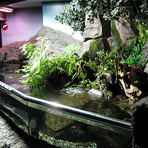 tank for long-finned eels (Anguilla dieffenbachii)