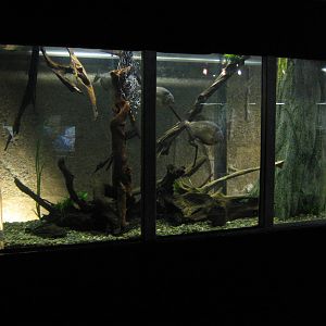 tank for red-bellied piranha (Pygocentrus nattereri)