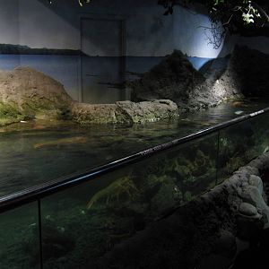 rockpool tank