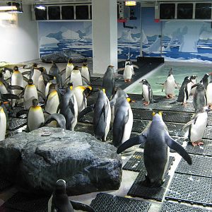 temporary penguin holding