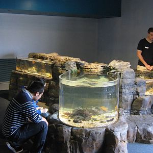 touch tanks