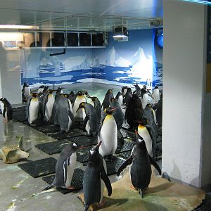 temporary penguin holding