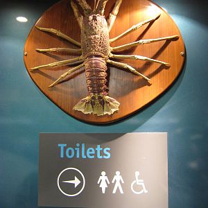 toilet crayfish