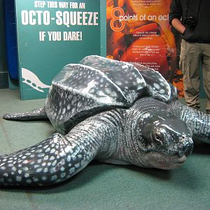 life-size leatherback turtle model