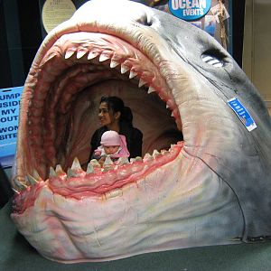 er....Carcharocles megalodon....the special needs version
