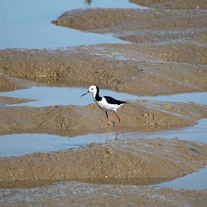 pied stilt (Himantopus leucocephalus)