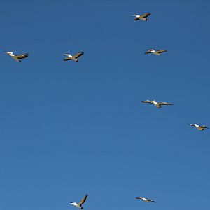 Australian pelicans (Pelecanus conspicillatus)