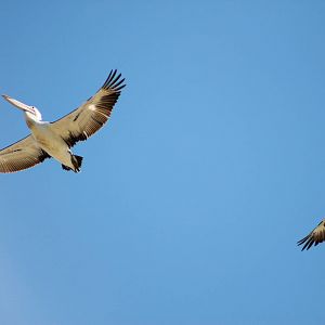 Australian pelicans (Pelecanus conspicillatus)