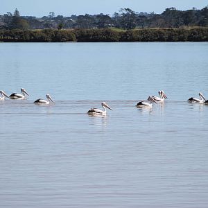 Australian pelicans (Pelecanus conspicillatus)
