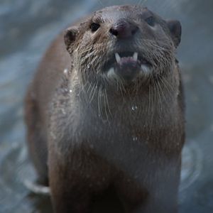 cambodian smooth coated otter