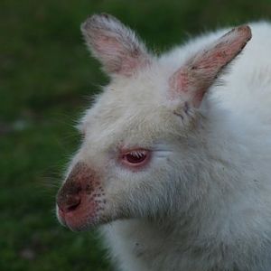 albino walaby