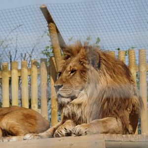 callums wingham pics