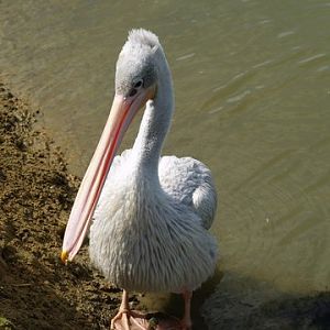 callums wingham pics