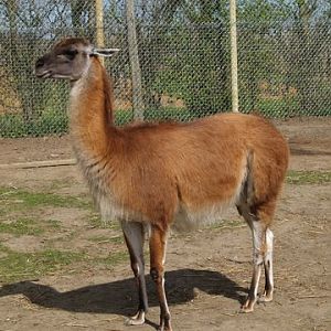 callums wingham pics