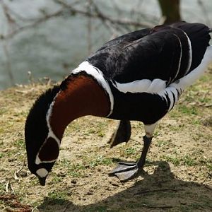 callums wingham pics