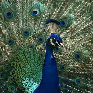 callums wingham pics