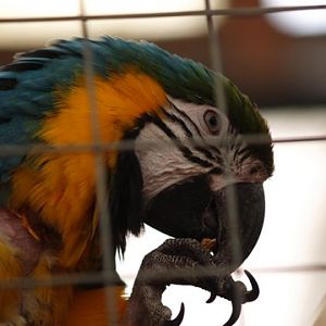 callums wingham pics