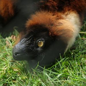 callums wingham pics