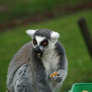 callums wingham pics