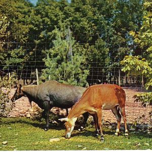 Catskill Game Farm Postcard