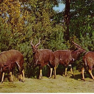 Catskill Game Farm Postcard
