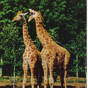 Catskill Game Farm Postcard