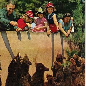 Catskill Game Farm Postcard