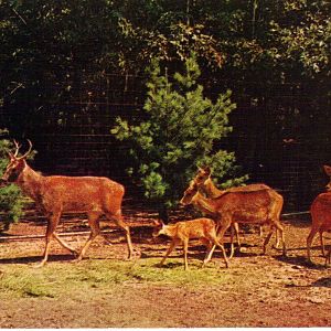 Catskill Game Farm Postcard