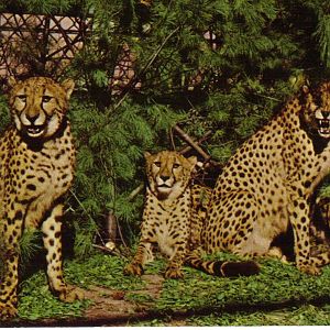 Catskill Game Farm Postcard