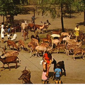 Catskill Game Farm Postcard