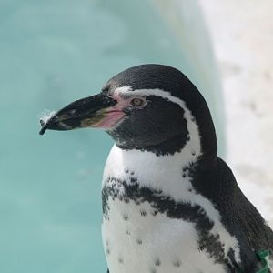Humboldt penguin