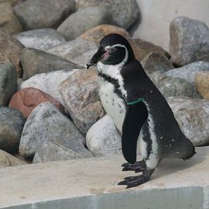 penguin on rocks