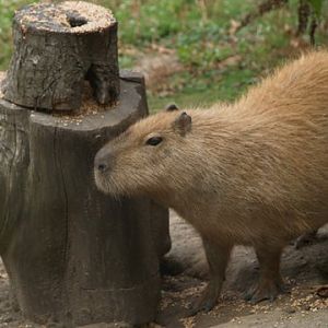capybara with log