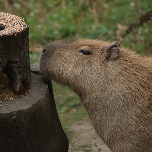feeding capybara
