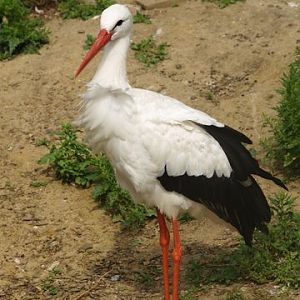 white stork