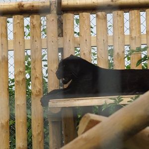 luna the black jaguar